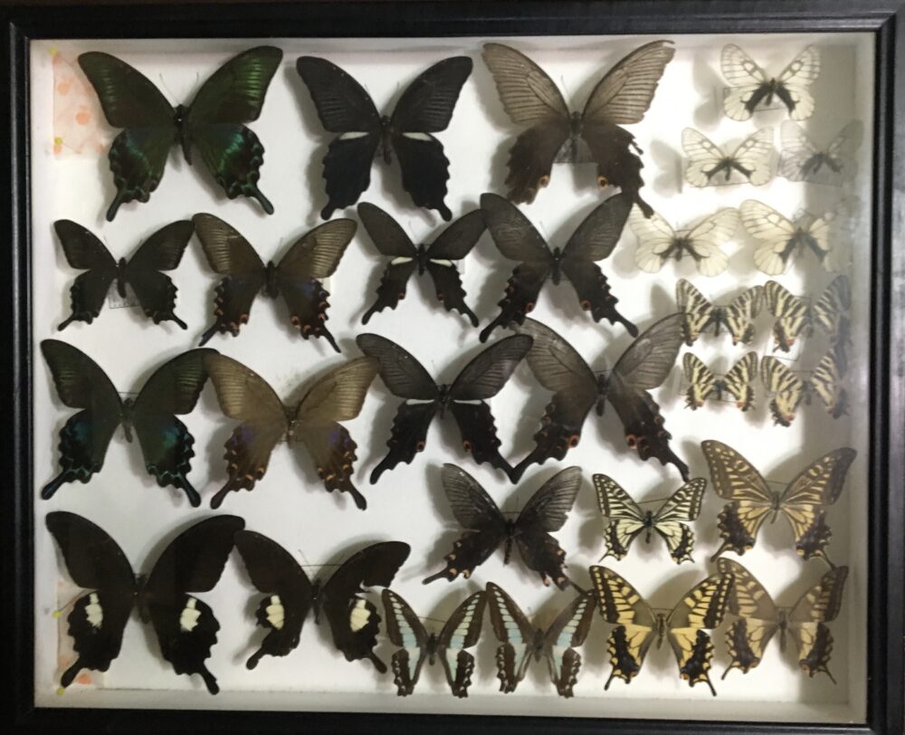 お値下げ！昆虫標本 【公式通販】