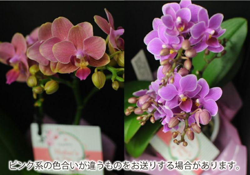 花と蝶 花と蝶 花と蝶 花と蝶 花と蝶 Amazon.co.jp: zx ゼクス 蝶ヶ