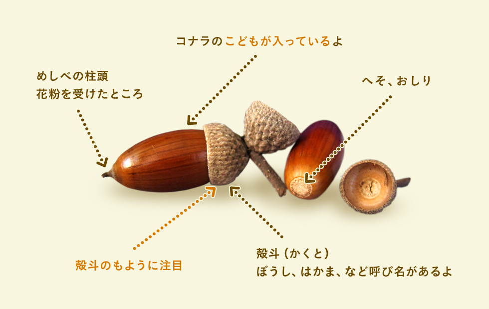 JAXA 宇宙教育センター : 『みんなで「どんぐり」を集めよう』キャンペーン