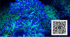 ZETLIGHT｜LSS Laboratory