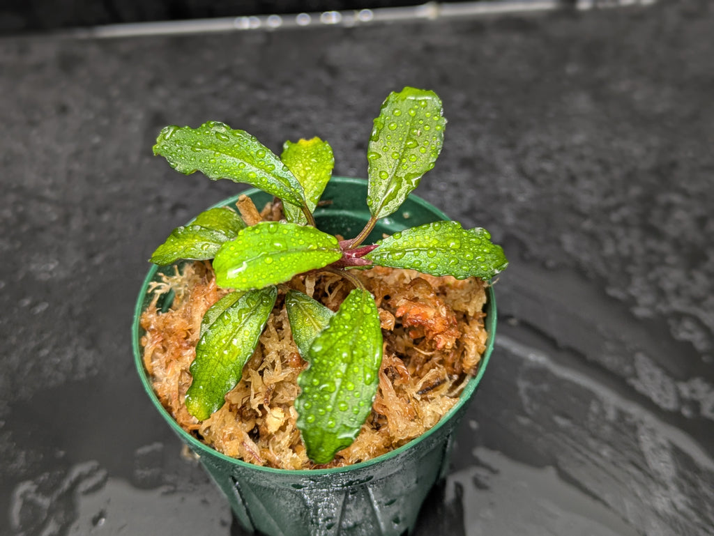 AS便】ブセファランドラsp. Brownie ghost2014