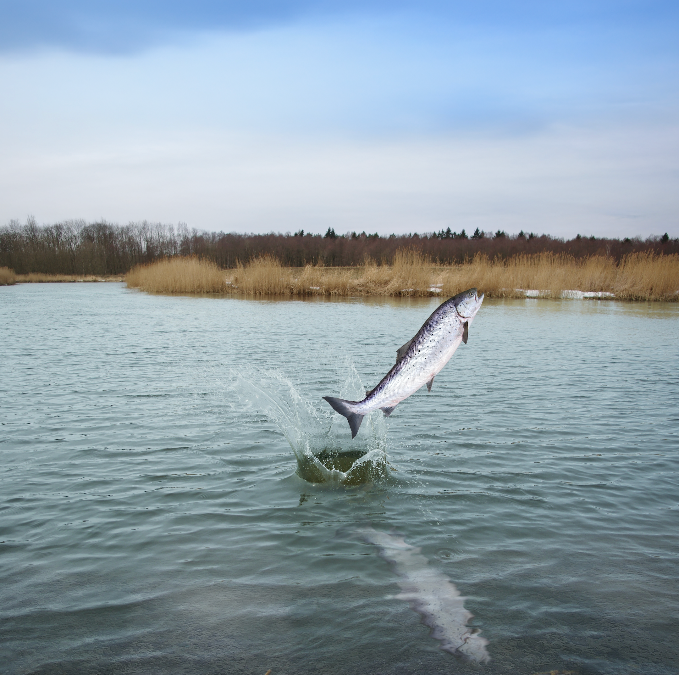 ESSENTIAL FOODS NAUTICAL LIVING – Grain‑Free Fish Dog Food