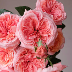 Pink X Expression Rose-粉色爆炸｜Japanese Shrub Rose – Ergongzy Roses