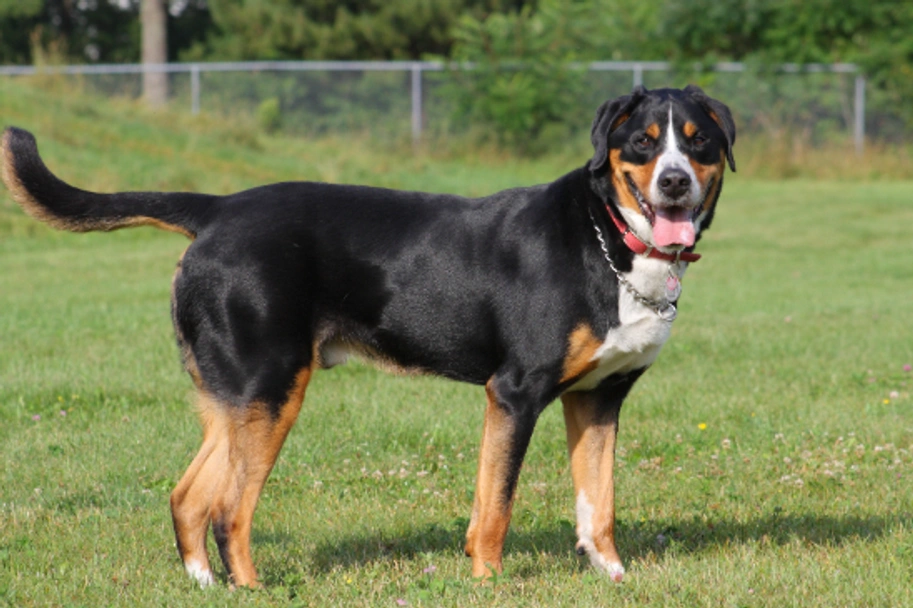 Greater Swiss Mountain Dog Dogs Breed - Information, Temperament