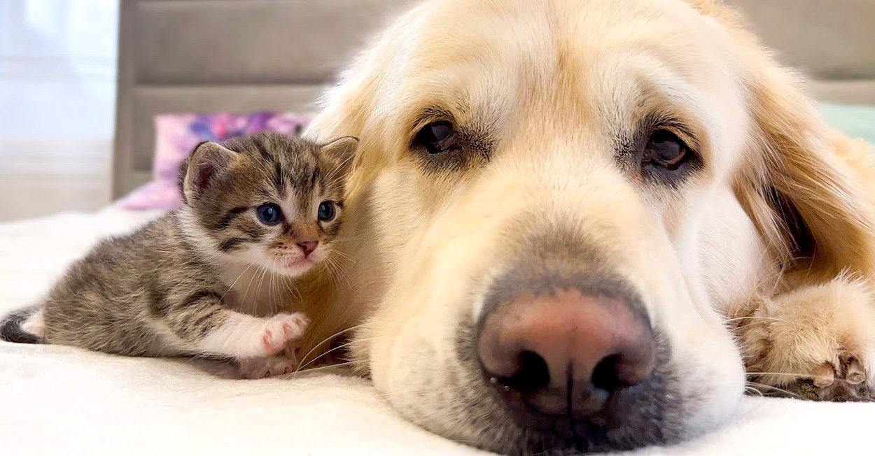 ゴールデンレトリバーと子猫の絵