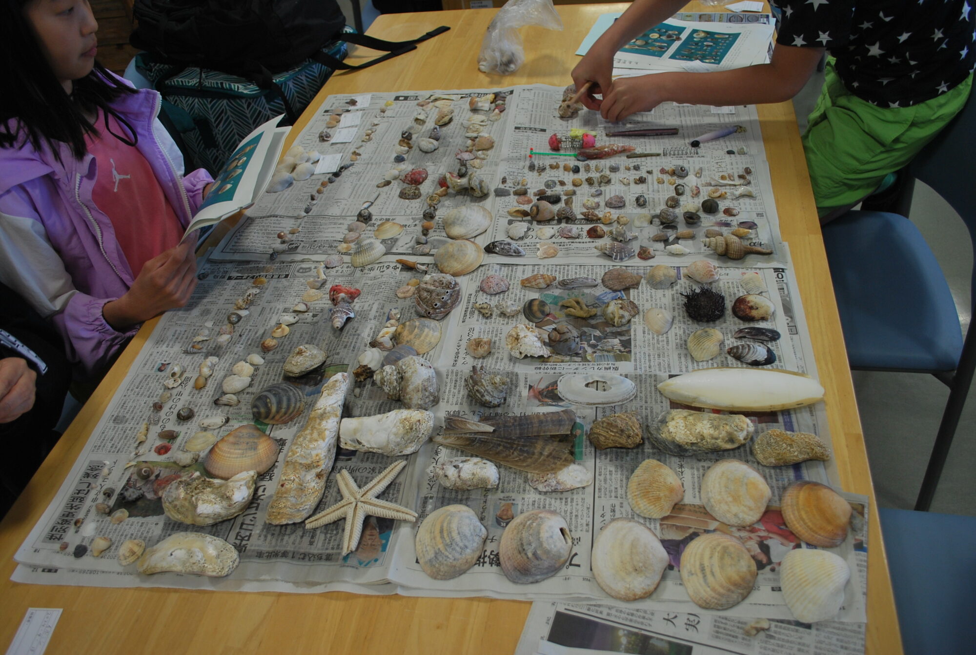 海のふれあい教室 早めに自由研究スタート①貝殻を拾ってみよう②貝殻