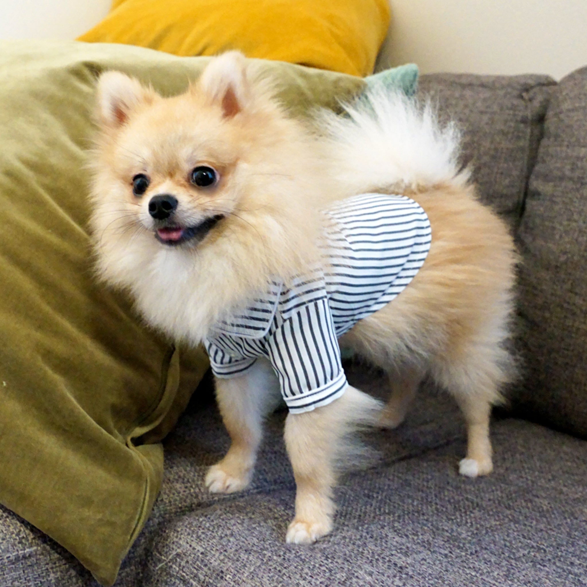 犬 ストライプパジャマシャツ【FABOGNI(ファボンニ)】Pajama (stripe