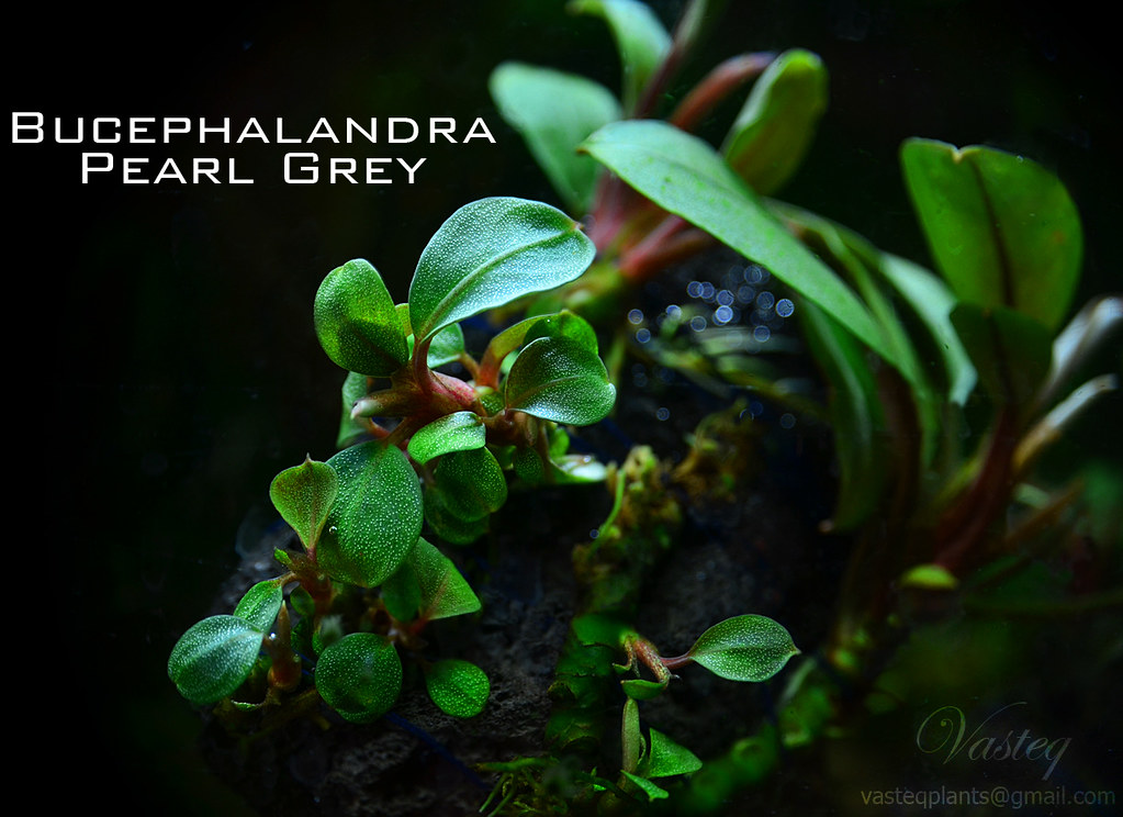 Bucephalandra Pearl Grey Silver Tones for Planted Tanks | Aquatic