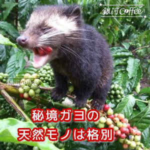 コピ・ルアック ジャコウネコの体内で発酵 オーガニック 銀河コーヒー