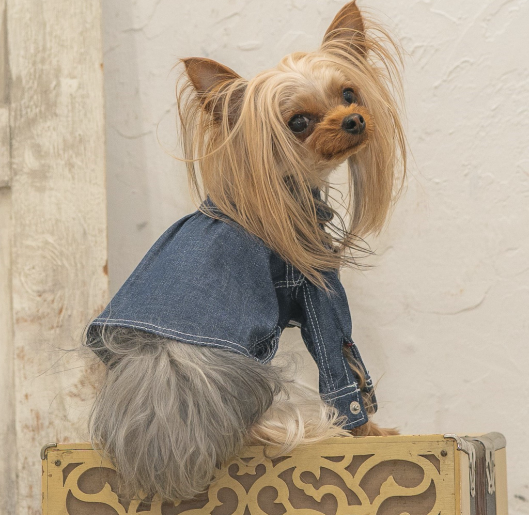 犬服・アクセサリー pp* closet pp* closet - メルカリ