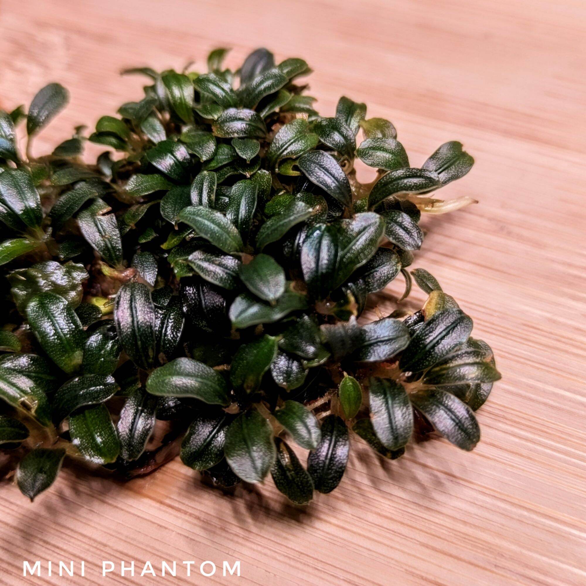 ブセファランドラ ミニファントム(水上葉)11