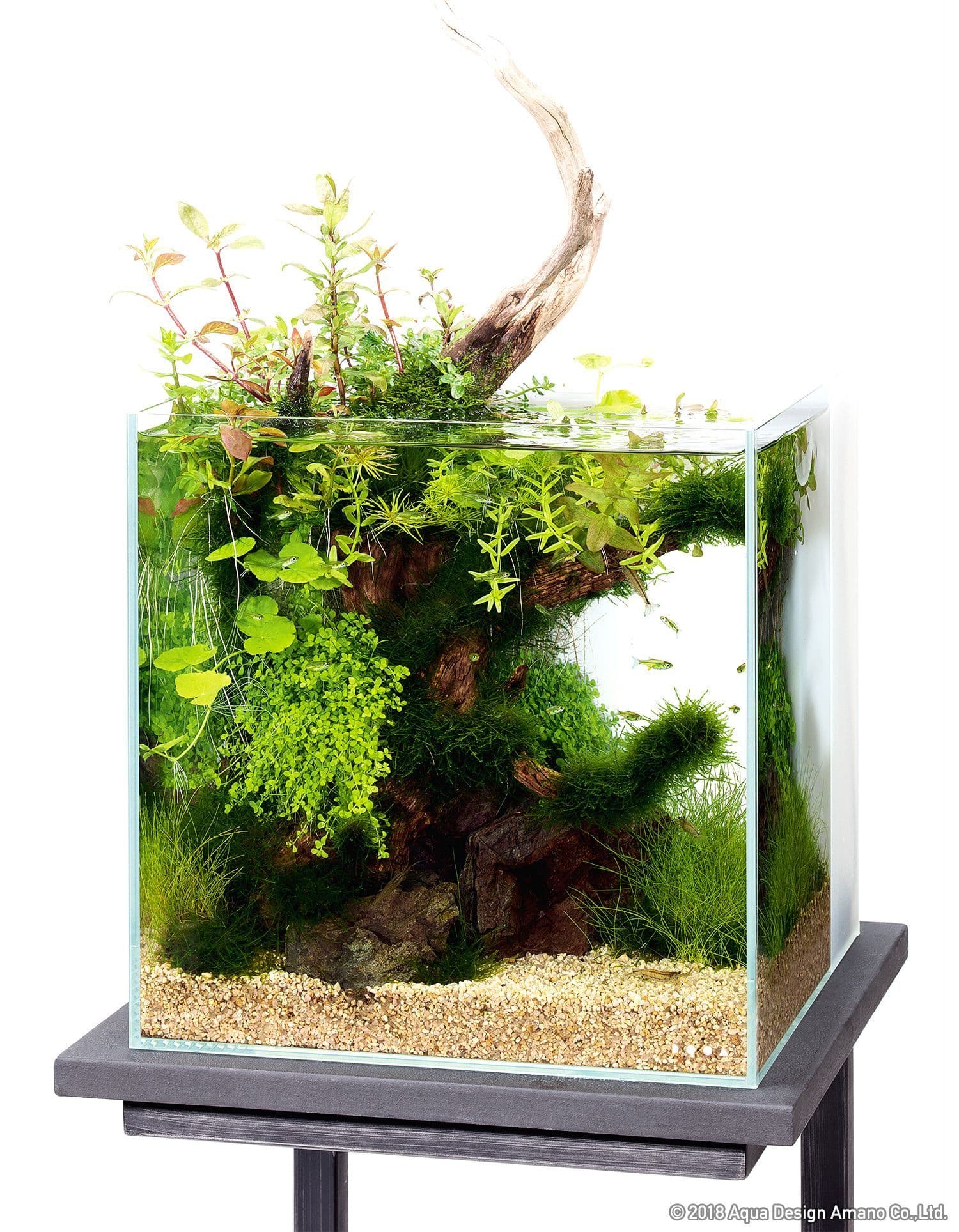 ada セット 【公式通販】