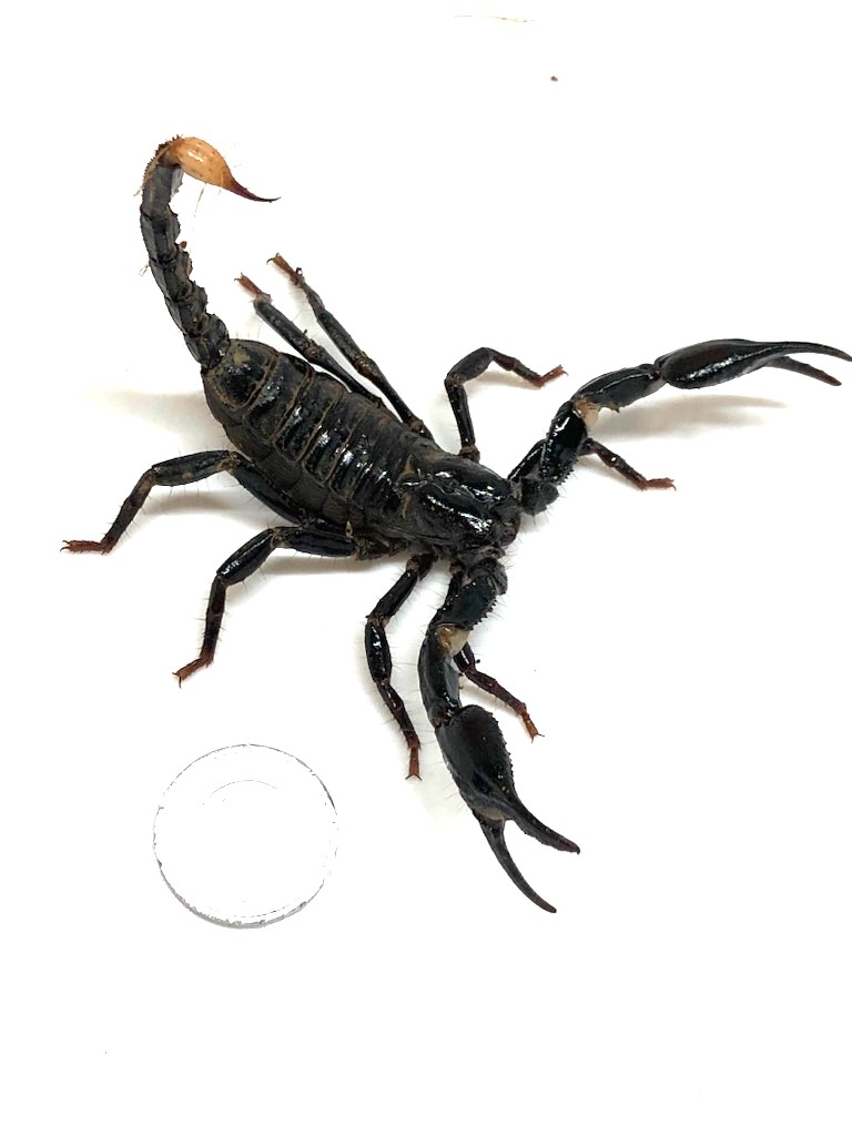 サソリスコーピオン標本 樹脂製 マレーシア産 <0622z昆虫樹脂標本