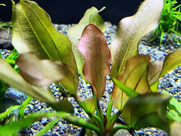 エキノドルス育ってます♪ | ブログ | PET WORLD ISHIHARA