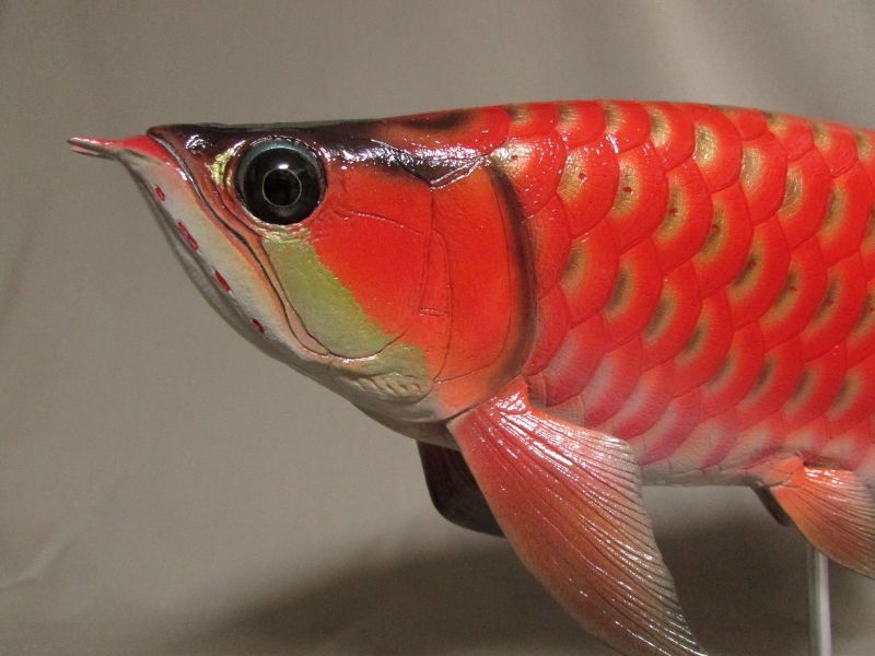 ハンドメイド 36cmアロワナ 白 フィギュア レプリカ 魚模型 置物