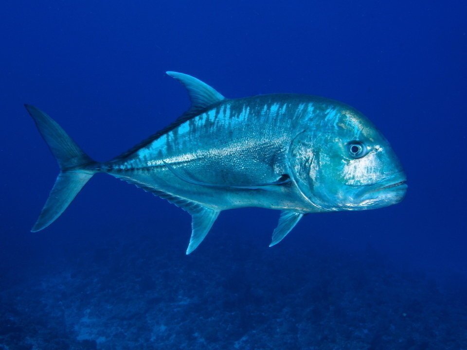 鳥も食べちゃう獰猛すぎる魚！通称GTと呼ばれるロウニンアジの迫力ある