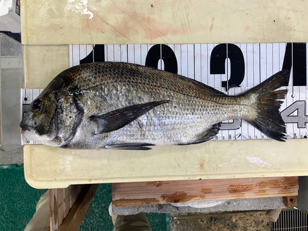 チヌダービー】南芦屋浜チヌ好調です！ | フィッシングマックス 関西の