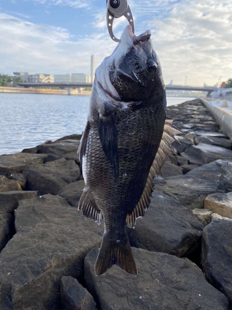 芦屋のチヌが上昇中！ チヌマックスMGでチヌ2枚 | フィッシング