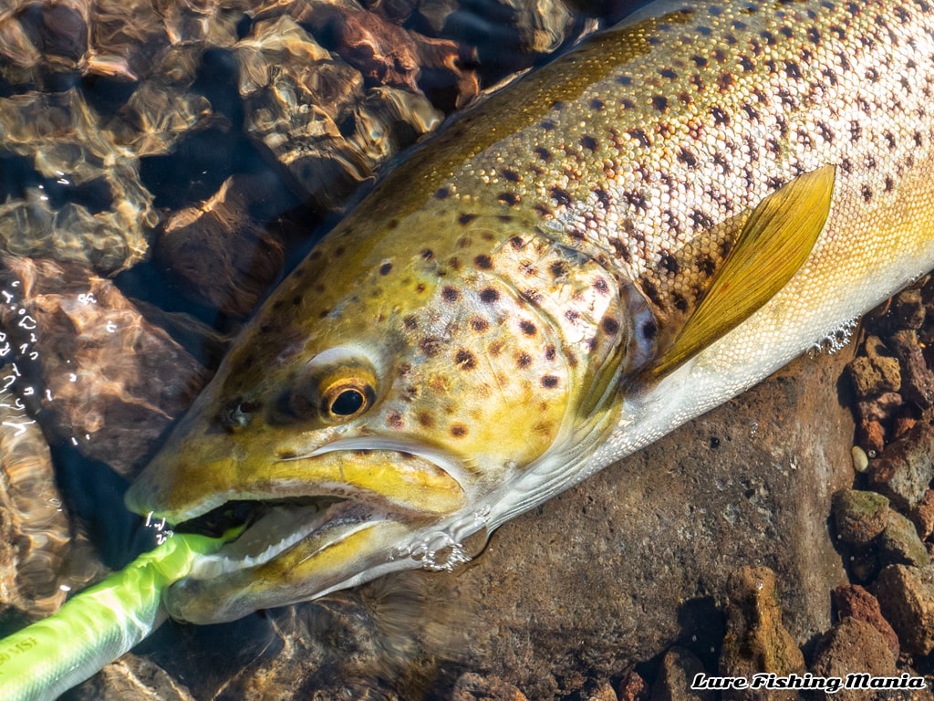 苦しみながらもポツリポツリ！中禅寺湖 2021年第2戦目の釣行記録 (2021