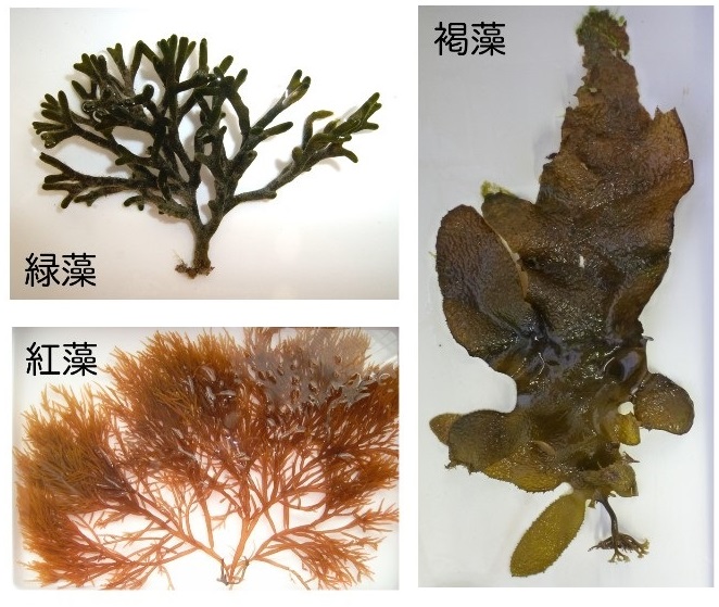 学術用語の解説（藻類編）：竹原ステーション（水産実験所）