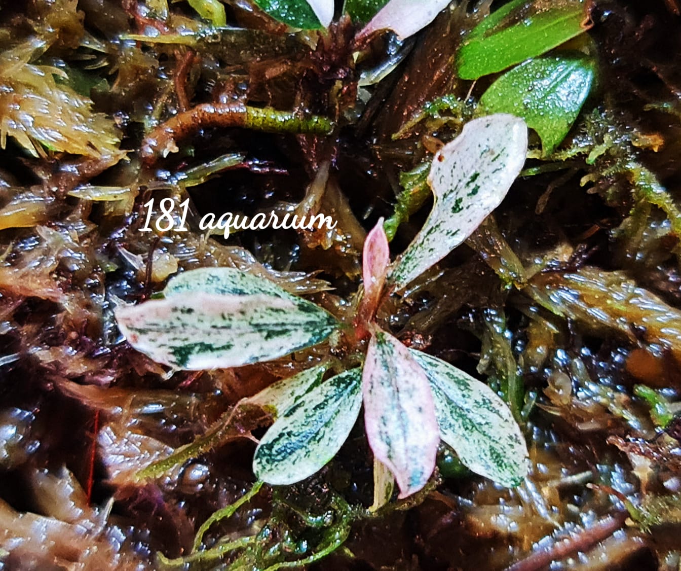 Bucephalandra sp.PinkVariegatedピンクバリエガータ Bucephalandra sp