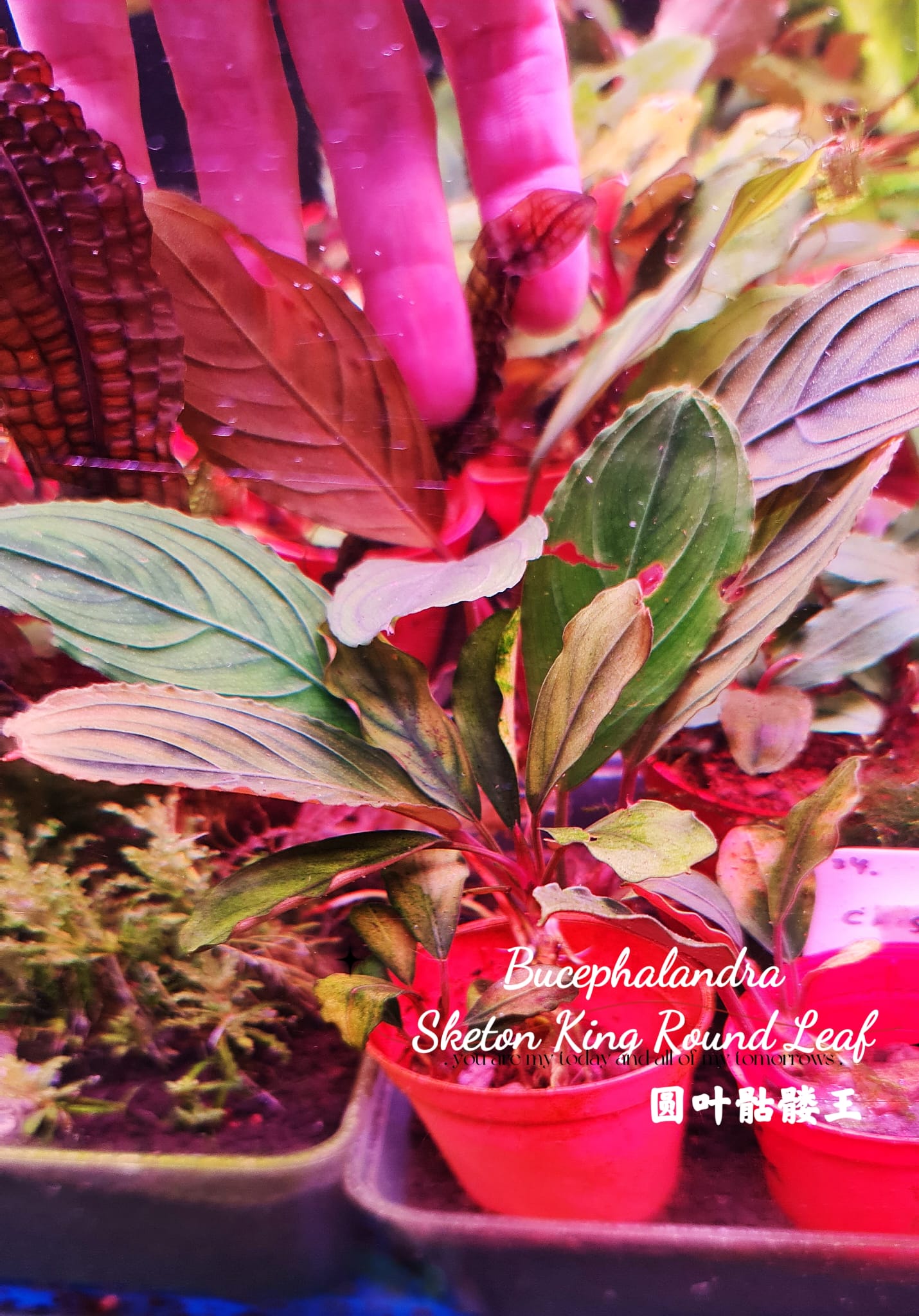 ブセファランドラ スケルトンキング 大株 【公式通販】