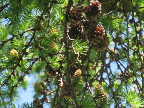 上高地コラム】まつぼっくりの見分け方