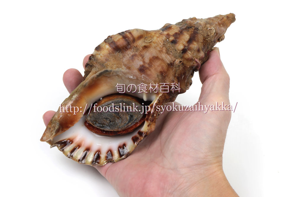 法螺貝 ホラ貝 25cm 法螺貝ホラ貝25cm 沖縄産