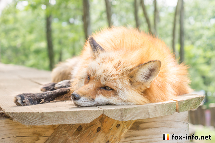 ねおきつね | スタンダード | キツネ写真館