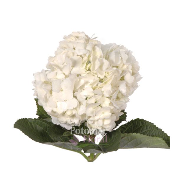 Hydrangea White, Baby, 50 stems per case - Potomac Floral Wholesale