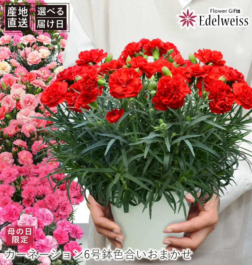 産地直送 おまかせ カーネーション6号鉢 | 花工房エーデルワイス