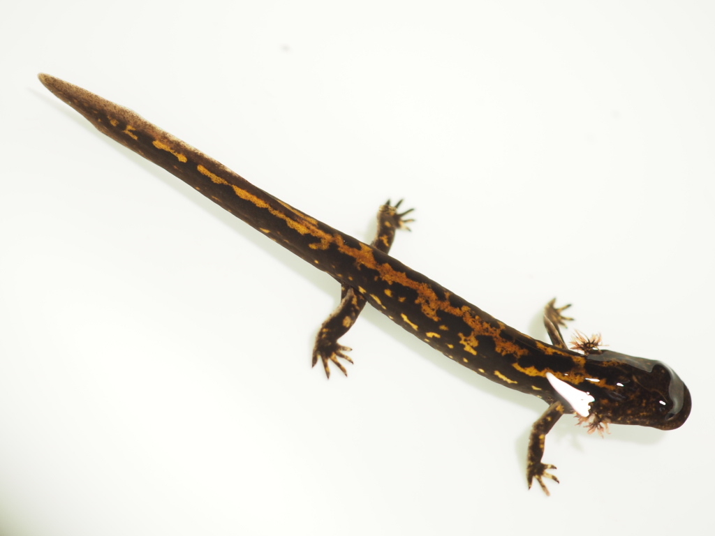 □ハコネサンショウウオ L 幼生 3匹 - from SCRATCH