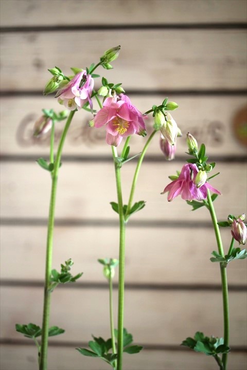 オダマキアンティークピンク ジャンクガーデン 寄せ植え 花苗通販