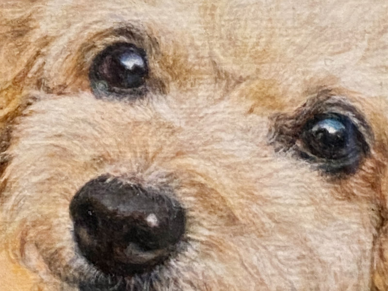 トイプードル犬の絵【完成例】お顔アップの胸像画として描いたペット肖像画