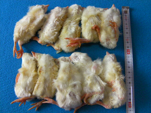 冷凍ヒヨコ300羽8000円まとめ買いが大変お得！ 爬虫類、猛禽類に最適