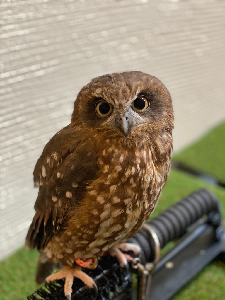 ふくろうの杜-ふくろうの杜café-桑名市で家族葬・樹木葬・人形供養を