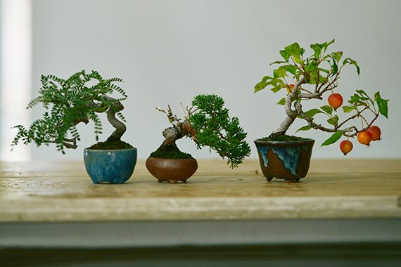 手のひらサイズの小さな鉢に宿る美しく可憐な命～ミニ盆栽～｜山崎