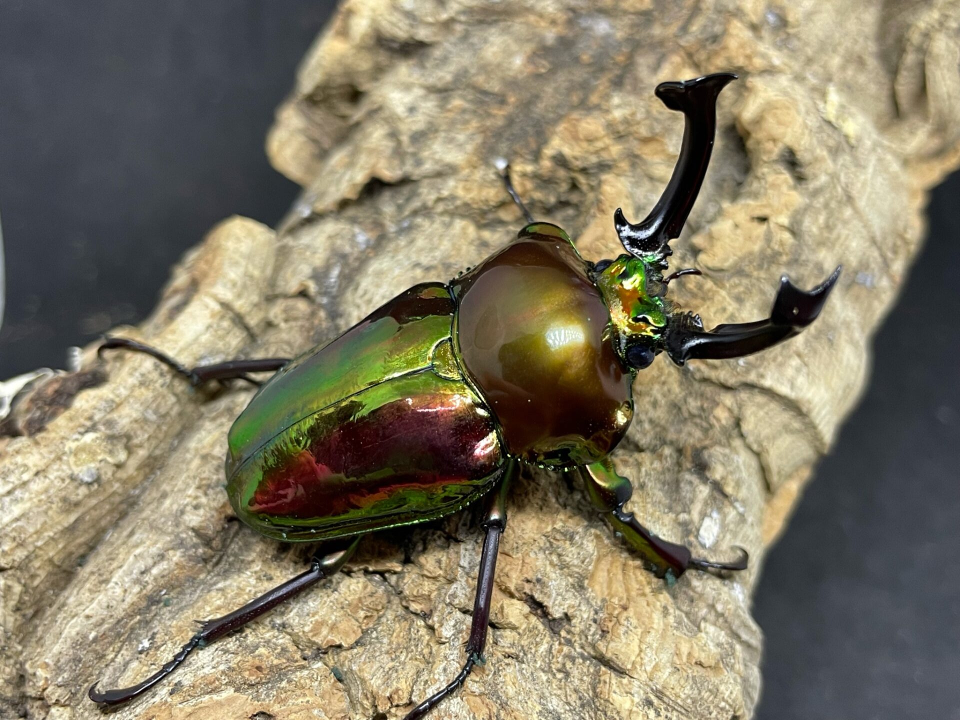 標本】ニジイロクワガタ オウゴンオニクワガタ ピカール血統 エラフス
