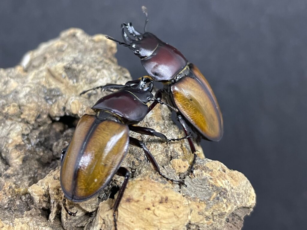 チャイロマルバネクワガタ (規制前採集品) コレクション 昆虫標本 no