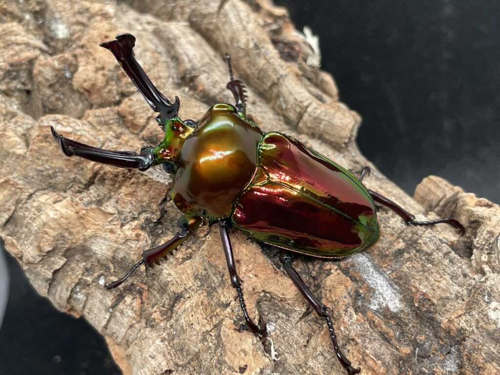 飼育情報大公開】ピカール血統ニジイロクワガタ（レッド系）が羽化しま