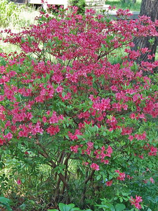 つつじの木 花台