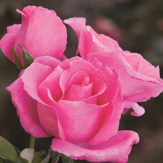 The McCartney Rose Hybrid Tea | Pink Rose Bush | Garden Goods Direct