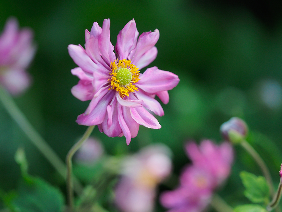 Japanese anemone | Duke Gardens