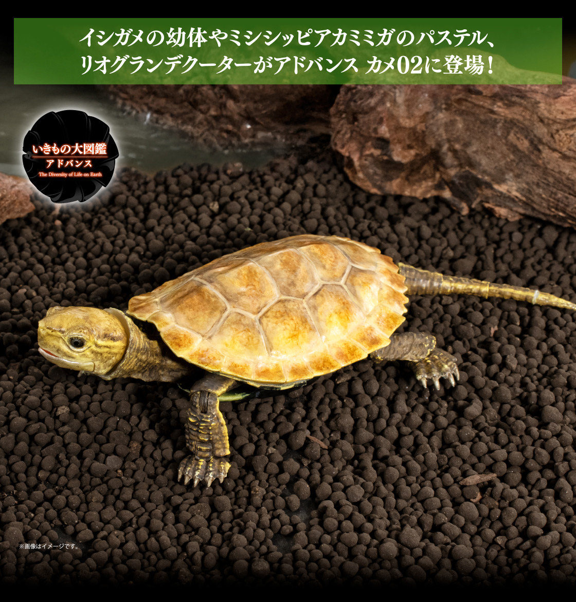 いきもの大図鑑アドバンス カメ02 磁石付き石型ディスプレイスタンド