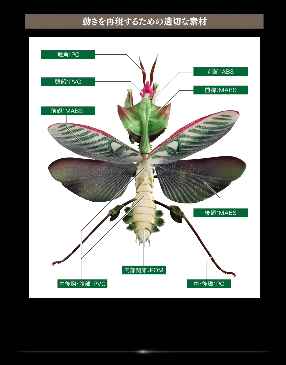 ニセハナマオウカマキリ 雄 立体標本 ニセハナマオウカマキリ雌 立体