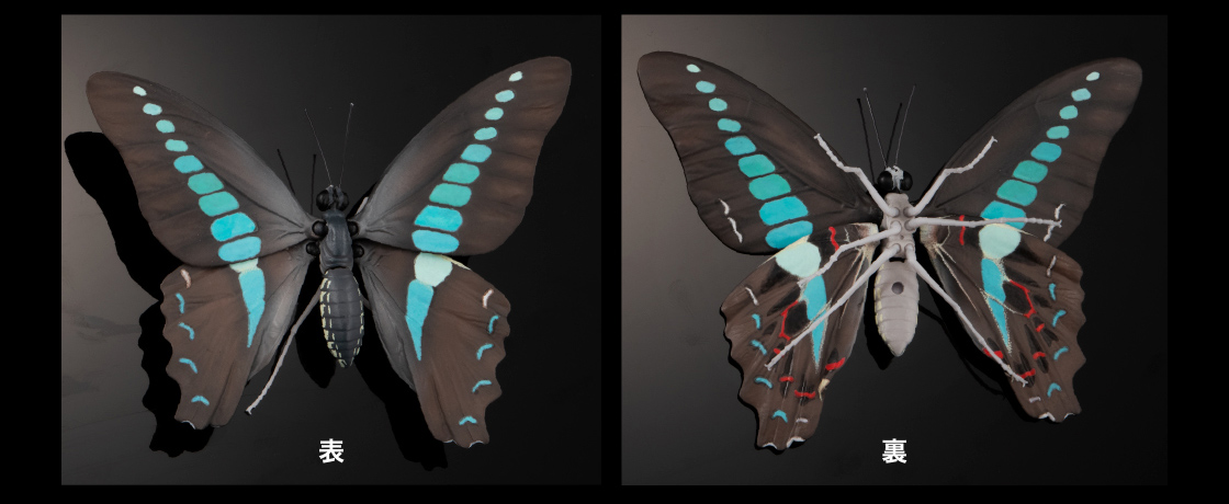 いきもの大図鑑 アドバンス アゲハチョウ オンライン版 ミヤマカラス