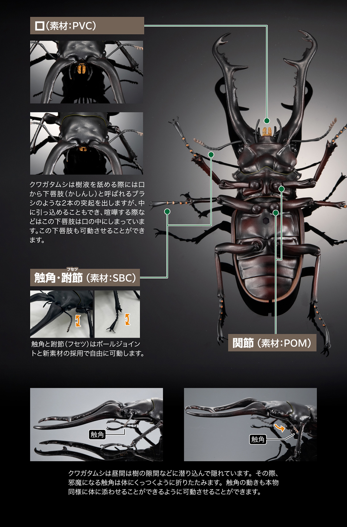 平田 ギラファノコギリクワガタ カプセル版&オンライン版 平田