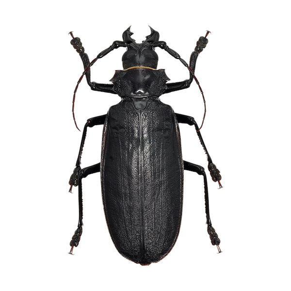 フレンチギアナ産タイタンオオウスバカミキリ109mm