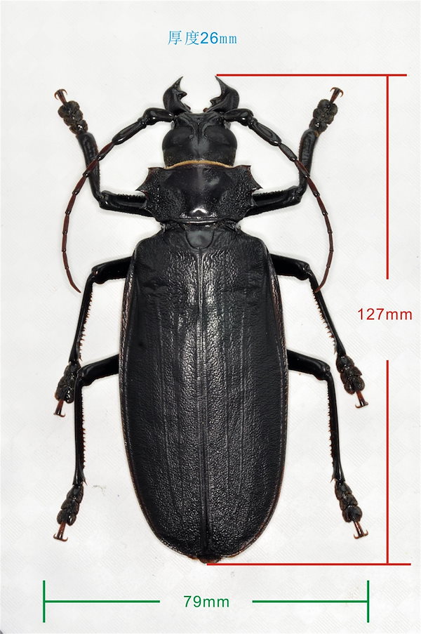 タイタンオオウスバカミキリ 標本