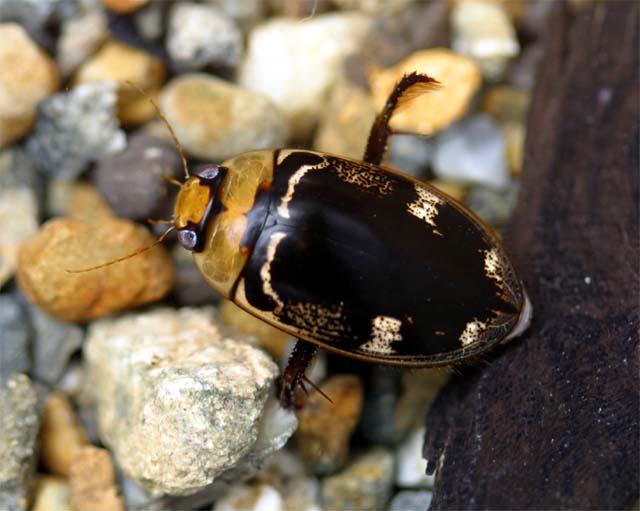 リュウキュウオオイチモンジシマゲンゴロウ飼育繁殖